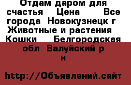 Отдам даром для счастья. › Цена ­ 1 - Все города, Новокузнецк г. Животные и растения » Кошки   . Белгородская обл.,Валуйский р-н